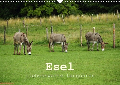 Esel - liebenswerte Langohren (Wandkalender 2023 DIN A3 quer) (Calendar)