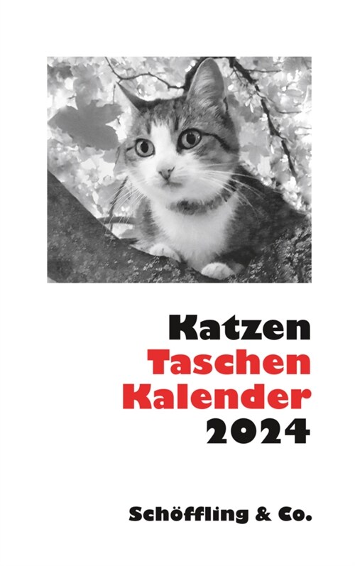 Katzen Taschenkalender 2024 (Calendar)