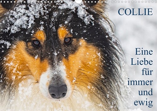 Collies - Eine Liebe fur immer und ewig (Wandkalender 2023 DIN A3 quer) (Calendar)