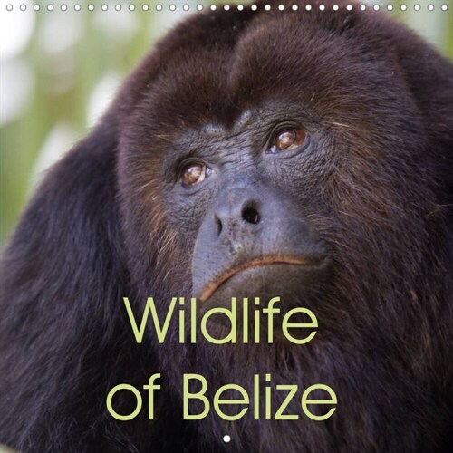Wildlife of Belize (Wall Calendar 2023 300 × 300 mm Square) (Calendar)