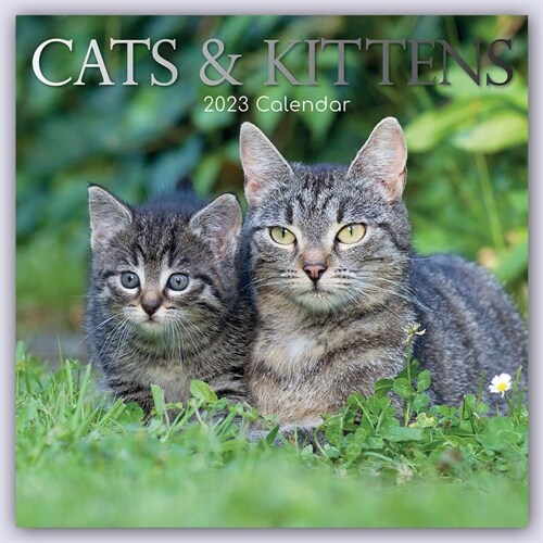 Cats & Kittens - Katzen & Katzchen 2023 - 16-Monatskalender (Calendar)