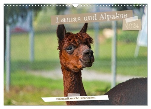 Lamas und Alpakas - sudamerikanische Schonheiten (Wandkalender 2024 DIN A3 quer) (Calendar)