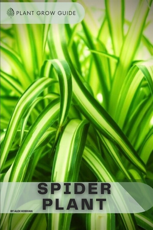 Spider Plant: Plants guide (Paperback)