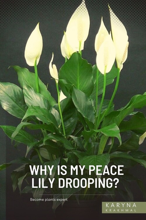 Why is My Peace Lily Drooping?: Become plants expert (Paperback)