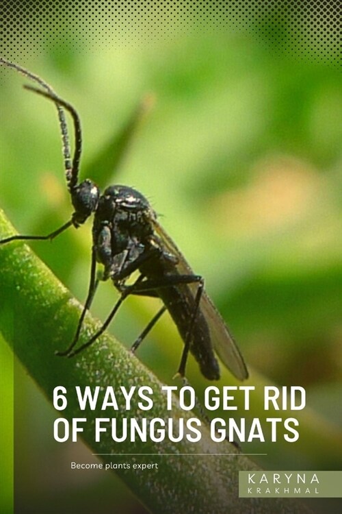 6 Ways to Get Rid of Fungus Gnats: Become plants expert (Paperback)