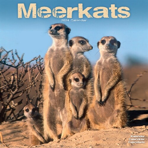 Meerkats Calendar 2024  Square Wildlife Safari Wall Calendar - 16 Month (Calendar)