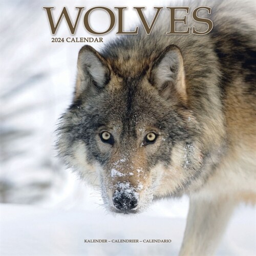 Wolves Calendar 2024  Square Animal Wall Calendar - 16 Month (Calendar)