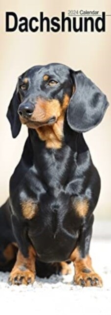 Dachshund Slim Calendar 2024  Dog Breed Slimline Calendar - 12 Month (Calendar)