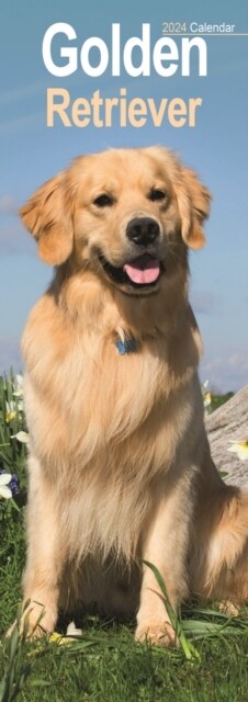 Golden Retriever Slim Calendar 2024  Dog Breed Slimline Calendar - 12 Month (Calendar)