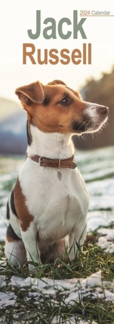 Jack Russell Slim Calendar 2024  Dog Breed Slimline Calendar - 12 Month (Calendar)