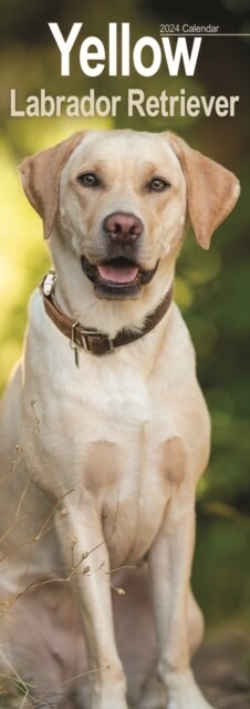 Yellow Labrador  Slim Calendar 2024  Dog Breed Slimline Calendar - 12 Month (Calendar)