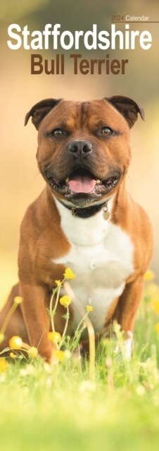 Staffordshire Bull Terrier Slim Calendar 2024  Dog Breed Slimline Calendar - 12 Month (Calendar)