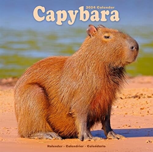 Capybara Calendar 2024  Square Animal Wall Calendar - 16 Month (Calendar)