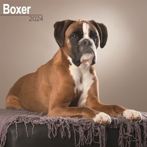 Boxer (Euro) Calendar 2024  Square Dog Breed Wall Calendar - 16 Month (Calendar)