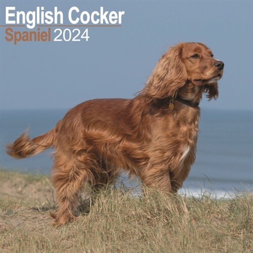 English Cocker Spaniel Calendar 2024  Square Dog Breed Wall Calendar - 16 Month (Calendar)