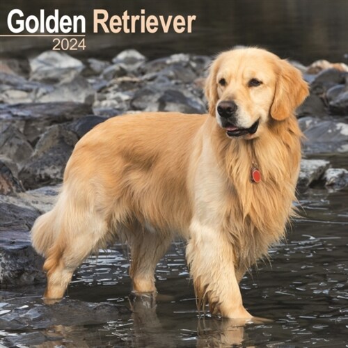 Golden Retriever Calendar 2024  Square Dog Breed Wall Calendar - 16 Month (Calendar)