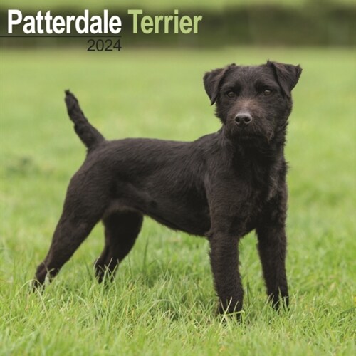 Patterdale Terrier Calendar 2024  Square Dog Breed Wall Calendar - 16 Month (Calendar)