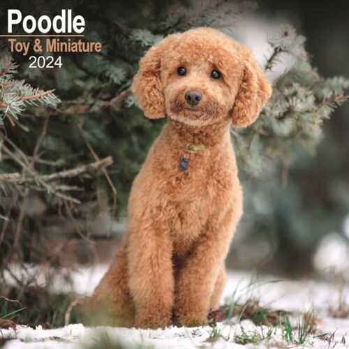 Poodle (Toy & Miniature) Calendar 2024  Square Dog Breed Wall Calendar - 16 Month (Calendar)
