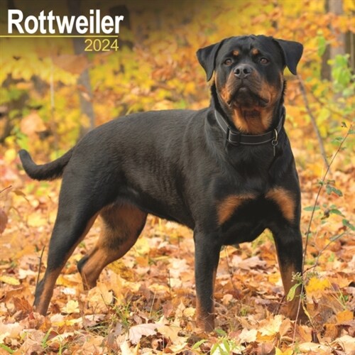 Rottweiler Calendar 2024  Square Dog Breed Wall Calendar - 16 Month (Calendar)