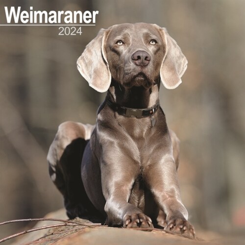Weimaraner Calendar 2024  Square Dog Breed Wall Calendar - 16 Month (Calendar)