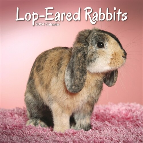 Rabbits - Lop Eared Calendar 2024  Square Animal Wall Calendar - 16 Month (Calendar)