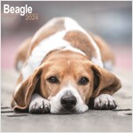 Beagle Calendar 2024  Square Dog Breed Wall Calendar - 16 Month (Calendar)