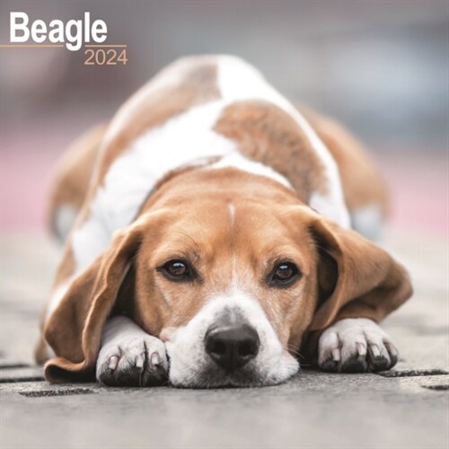 Beagle Calendar 2024  Square Dog Breed Wall Calendar - 16 Month (Calendar)