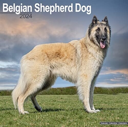 Belgian Shepherd Dog Calendar 2024  Square Dog Breed Wall Calendar - 16 Month (Calendar)