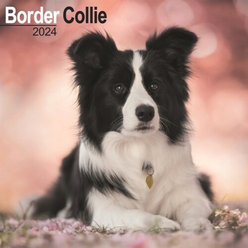 Border Collie Calendar 2024  Square Dog Breed Wall Calendar - 16 Month (Calendar)