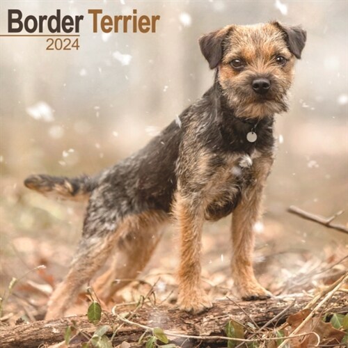 Border Terrier Calendar 2024  Square Dog Breed Wall Calendar - 16 Month (Calendar)