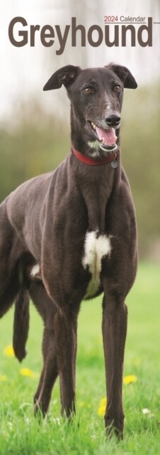 Greyhound Slim Calendar 2024  Dog Breed Slimline Calendar - 12 Month (Calendar)