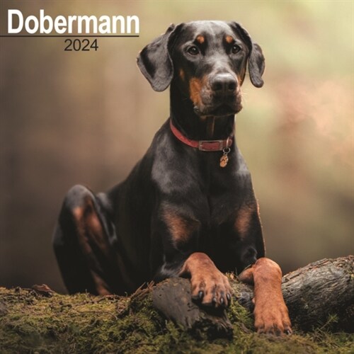 Dobermann (Euro) Calendar 2024  Square Dog Breed Wall Calendar - 16 Month (Calendar)