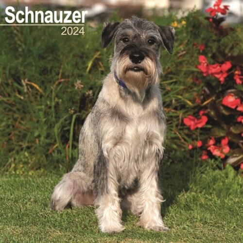 Schnauzer (Euro) Calendar 2024  Square Dog Breed Wall Calendar - 16 Month (Calendar)