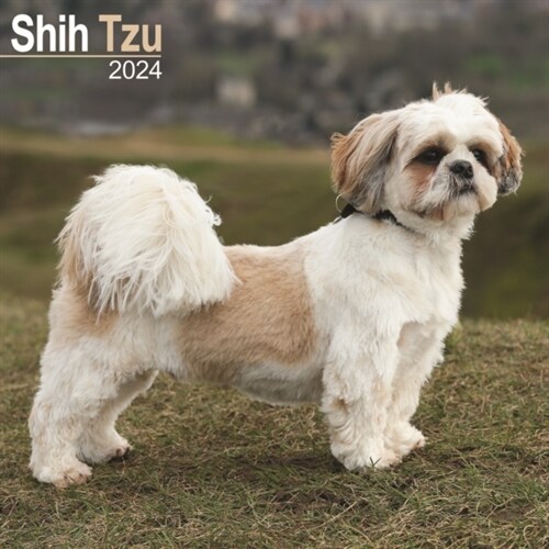 Shih Tzu Calendar 2024  Square Dog Breed Wall Calendar - 16 Month (Calendar)