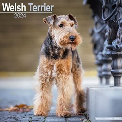 Welsh Terrier Calendar 2024  Square Dog Breed Wall Calendar - 16 Month (Calendar)