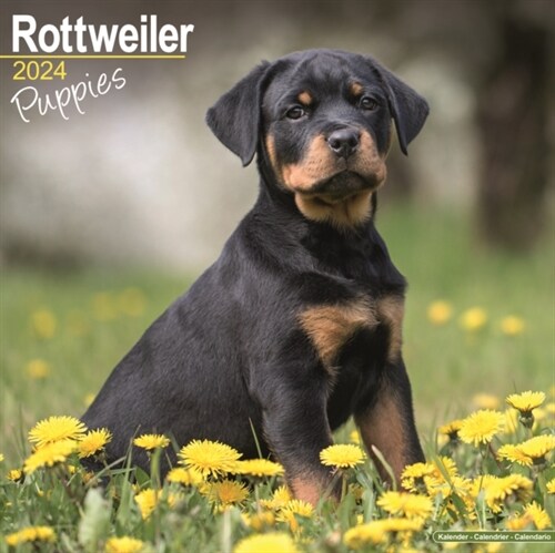 Rottweiler Puppies Calendar 2024  Square Dog Puppy Breed Wall Calendar - 16 Month (Calendar)