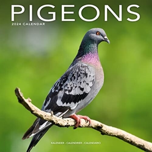 Pigeons Calendar 2024  Square Birds Wall Calendar - 16 Month (Calendar)