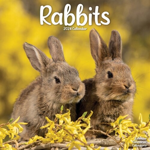 Rabbits   Calendar 2024  Square Animal Wall Calendar - 16 Month (Calendar)