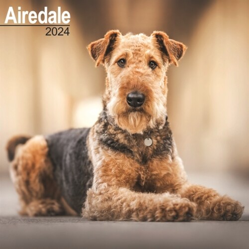 Airedale Calendar 2024  Square Dog Breed Wall Calendar - 16 Month (Calendar)