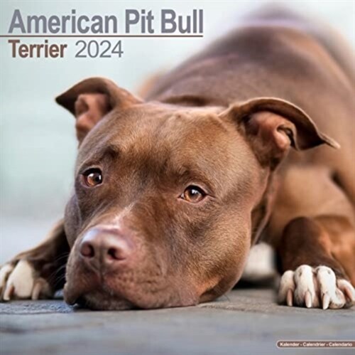 American Pit Bull Terrier Calendar 2024  Square Dog Breed Wall Calendar - 16 Month (Calendar)