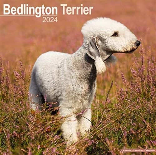 Bedlington Terrier Calendar 2024  Square Dog Breed Wall Calendar - 16 Month (Calendar)