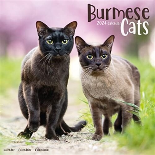 Cats - Burmese Calendar 2024  Square Cat Wall Calendar - 16 Month (Calendar)