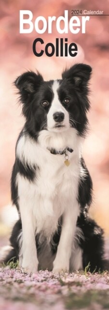 Border Collie Slim Calendar 2024  Dog Breed Slimline Calendar - 12 Month (Calendar)