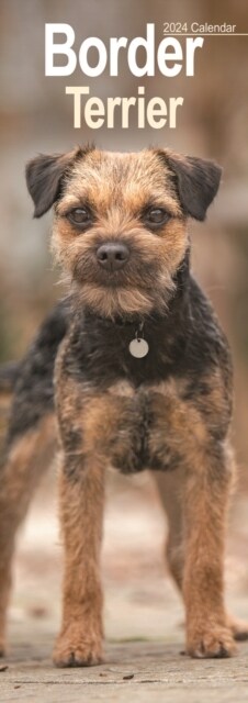 Border Terrier Slim Calendar 2024  Dog Breed Slimline Calendar - 12 Month (Calendar)