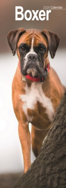 Boxer Slim Calendar 2024  Dog Breed Slimline Calendar - 12 Month (Calendar)