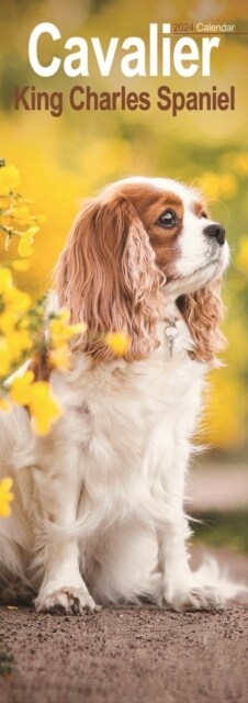 Cavalier King Charles Slim Calendar 2024  Dog Breed Slimline Calendar - 12 Month (Calendar)