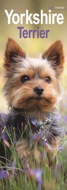 Yorkshire Terrier Slim Calendar 2024  Dog Breed Slimline Calendar - 12 Month (Calendar)