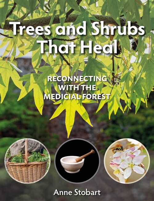 Trees and Shrubs That Heal : Reconnecting With The Medicinal Forest (Paperback)