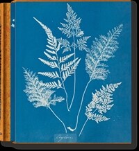Anna Atkins. Cyanotypes (Hardcover)