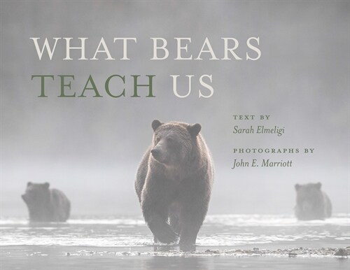 What Bears Teach Us (Paperback)